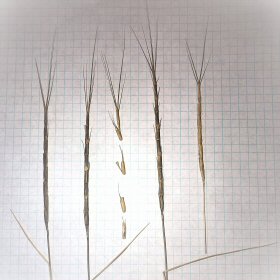 Goatgrass Inflorescences and Joints