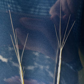 Goatgrass Apex Awns