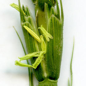 Goatgrass Anthers. Photo by Randall Morgan