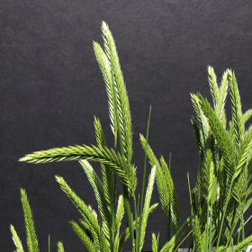 Closer View of Crested Wheatgrass