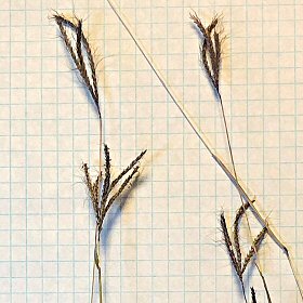 Andropogon gerardii Fingers