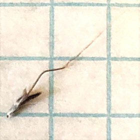 Floret with a Doubly-bent Awn