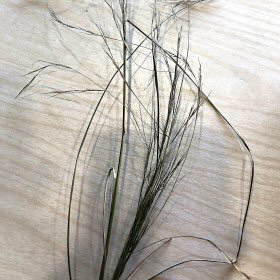 Long Stems and Leaves