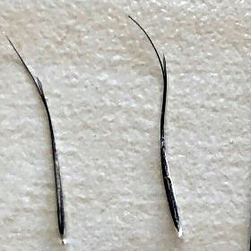 Two Spidergrass Florets