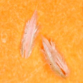 Micro View of Palea and Lemma