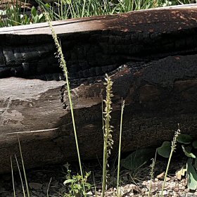 Closer View of Hairy Dropseed