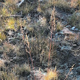 Field View with Red Stem