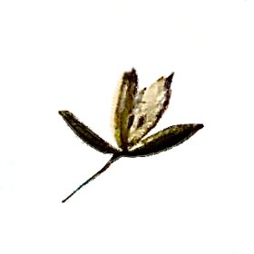 Micro View of One Spikelet