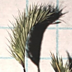 Sixteenth-inch Spikelets