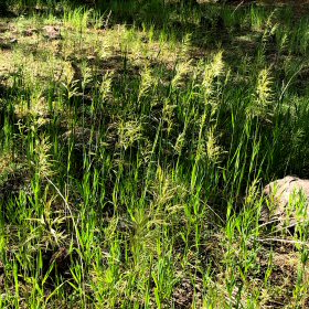Field view of Bromus inermis
