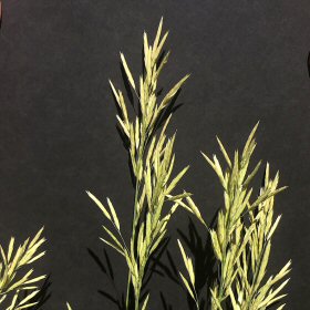 One Drooping Panicle of Fringed Brome