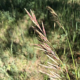 Reddish Panicle