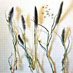 Close View of Buffelgrass