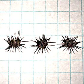 Nasty Spikelets of Coastal Sandbur