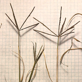 Cynodon dactylon Fingers