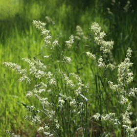 Closer View of Orchardgrass Panicle