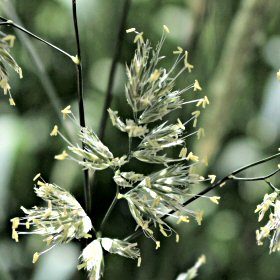 Closest View Shows Anthers