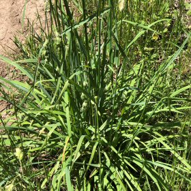 The Lush Leaves of Orchardgrass