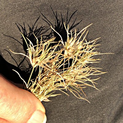 The Tiny Seedheads of Fluffgrass