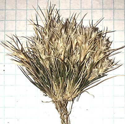 The Seedhead of Fluffgrass