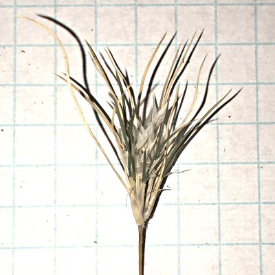 This Spikelet Has Seeds