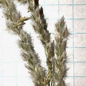 Close View of the Spikelets