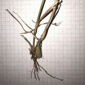 Large Rhizome
