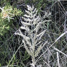 Field view of Green Sprangletop