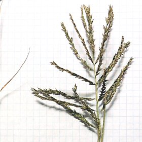 Closer View of Panicle