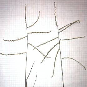 Some Have Sparce Branches