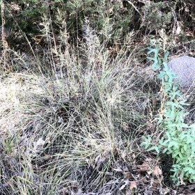 Field view of Eragrostis curvula or Weeping Lovegrass