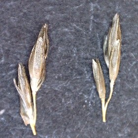 Three Veins of Glumes