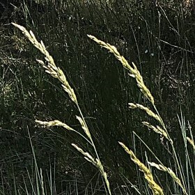 Close View of Seedheads