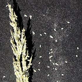 Close View of Inflorescence in Anthesis