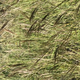 Closer View of the Tanglehead