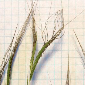 Another Set of Tanglehead Seedheads