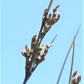 Vine Mesquite Seedhead