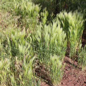 A wild patch of Foxtail Barley