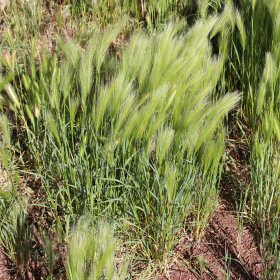 Closer View of Foxtail