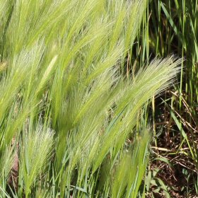 Close-up of Foxtail Seedheads