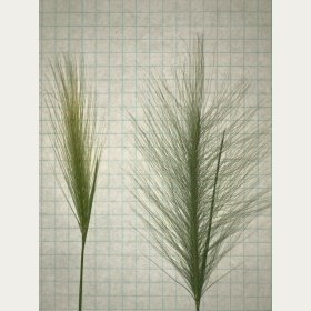 Close view of Foxtail Barley Seedheads