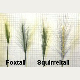 Foxtail versus Squirreltail