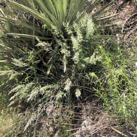 Field view of Koeleria macrantha or Junegrass