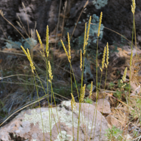 Shiny Junegrass Seedhead