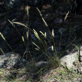 Closer View of Wild Oats