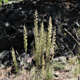 Closer View of the Open Panicles