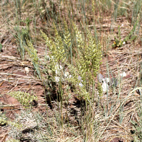A Stand of Junegrass
