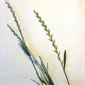 The Inflorescence Is Spiked