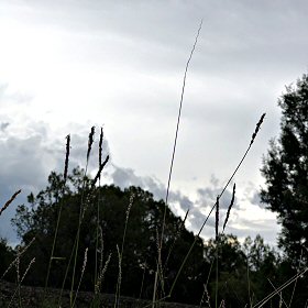 Field view of Muhlenbergia montana or Mountain Muhly
