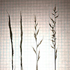 Close-up of Mountain Muhly Clumped Spikelets